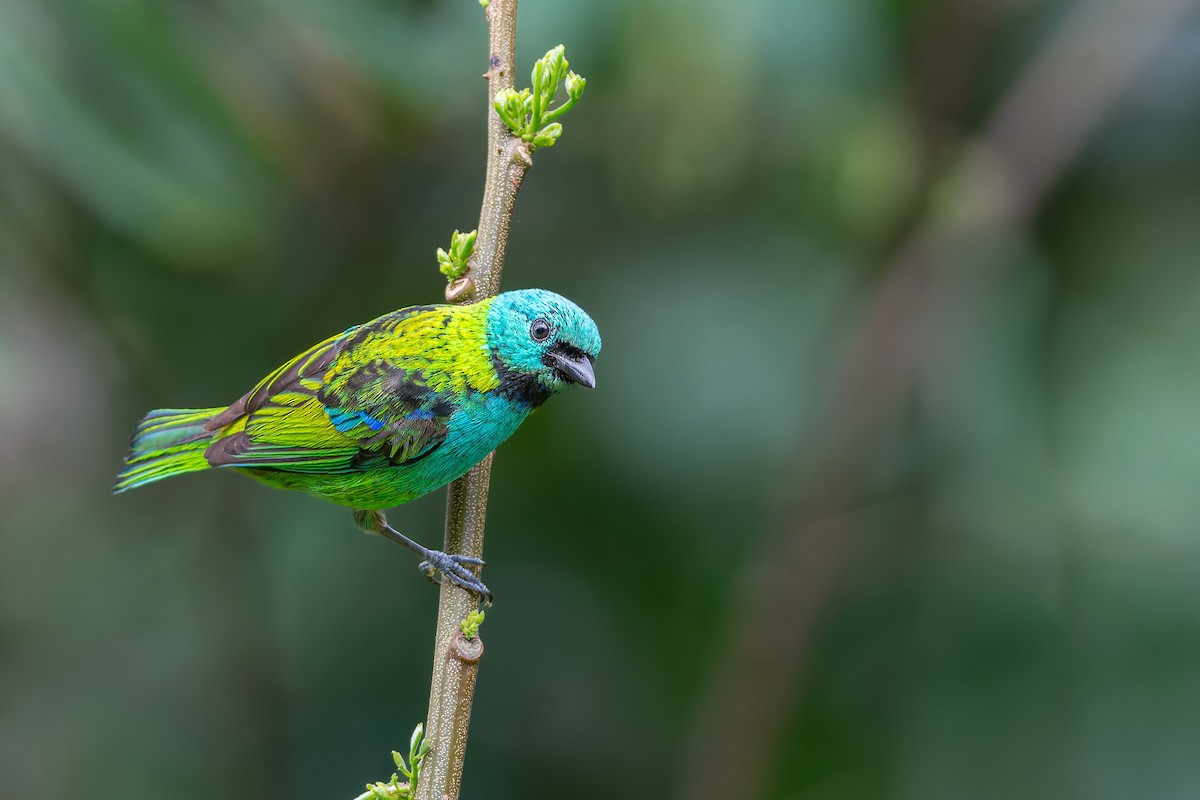 Green-headed Tanager - ML643680961
