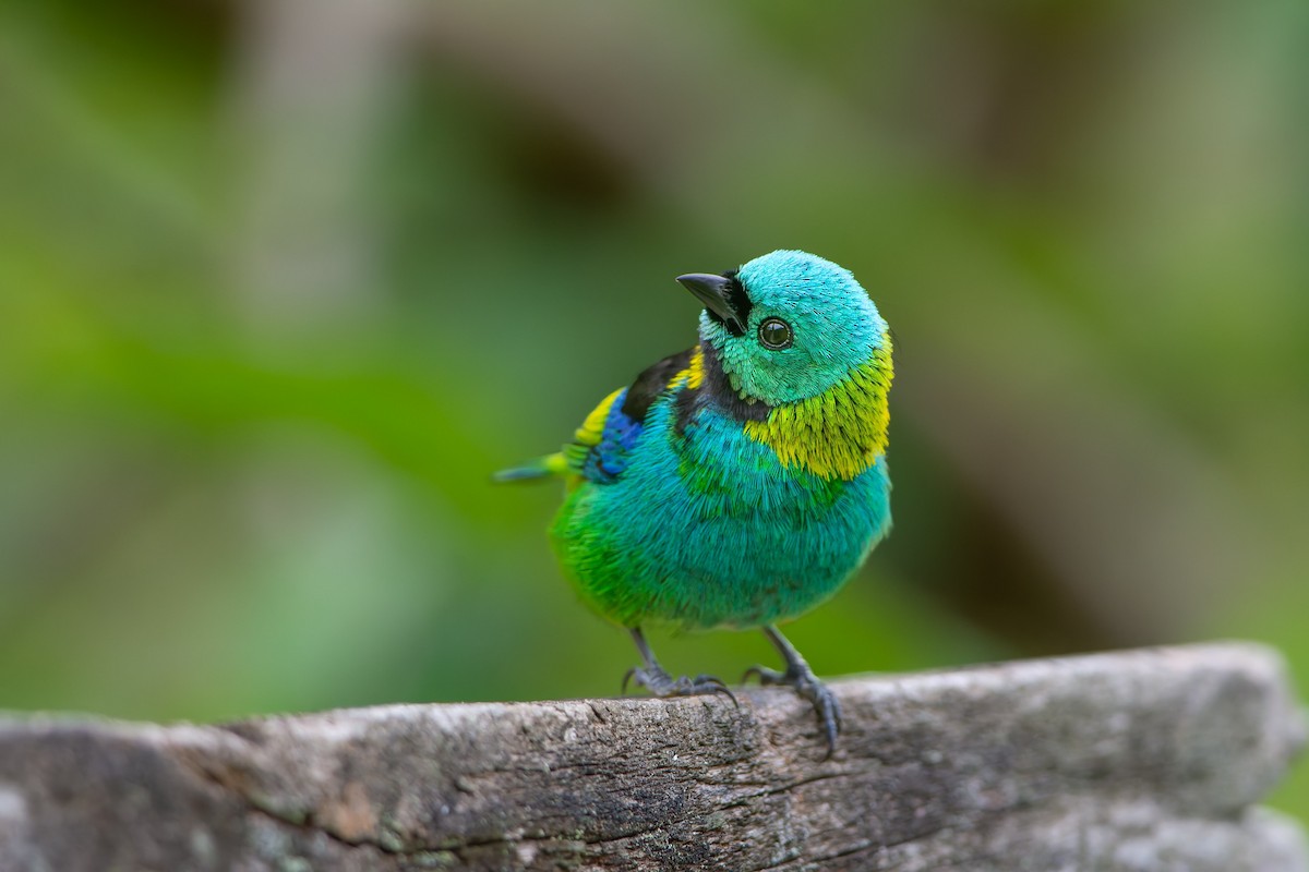 Green-headed Tanager - ML643680962