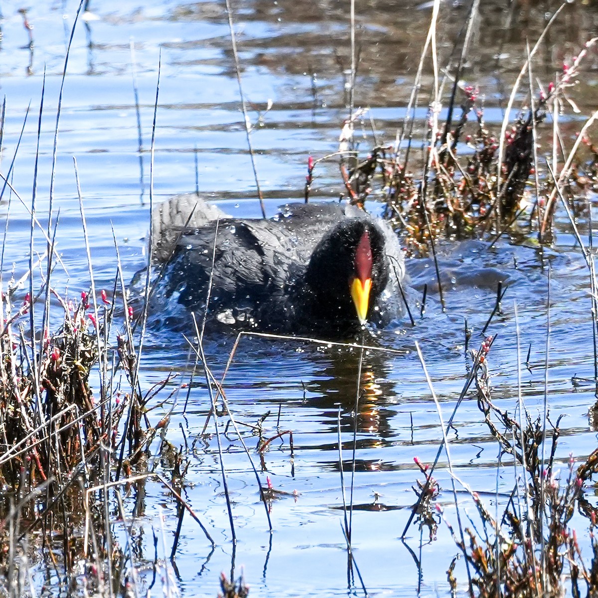 Red-fronted Coot - ML643680986
