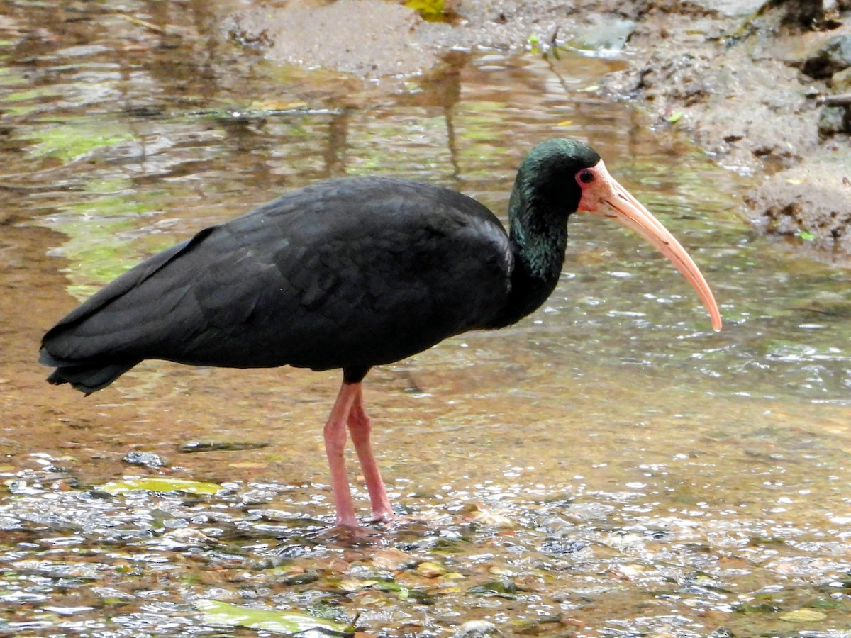 rødmaskeibis - ML643681027