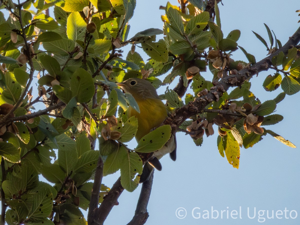 Nashville Warbler - ML643681040