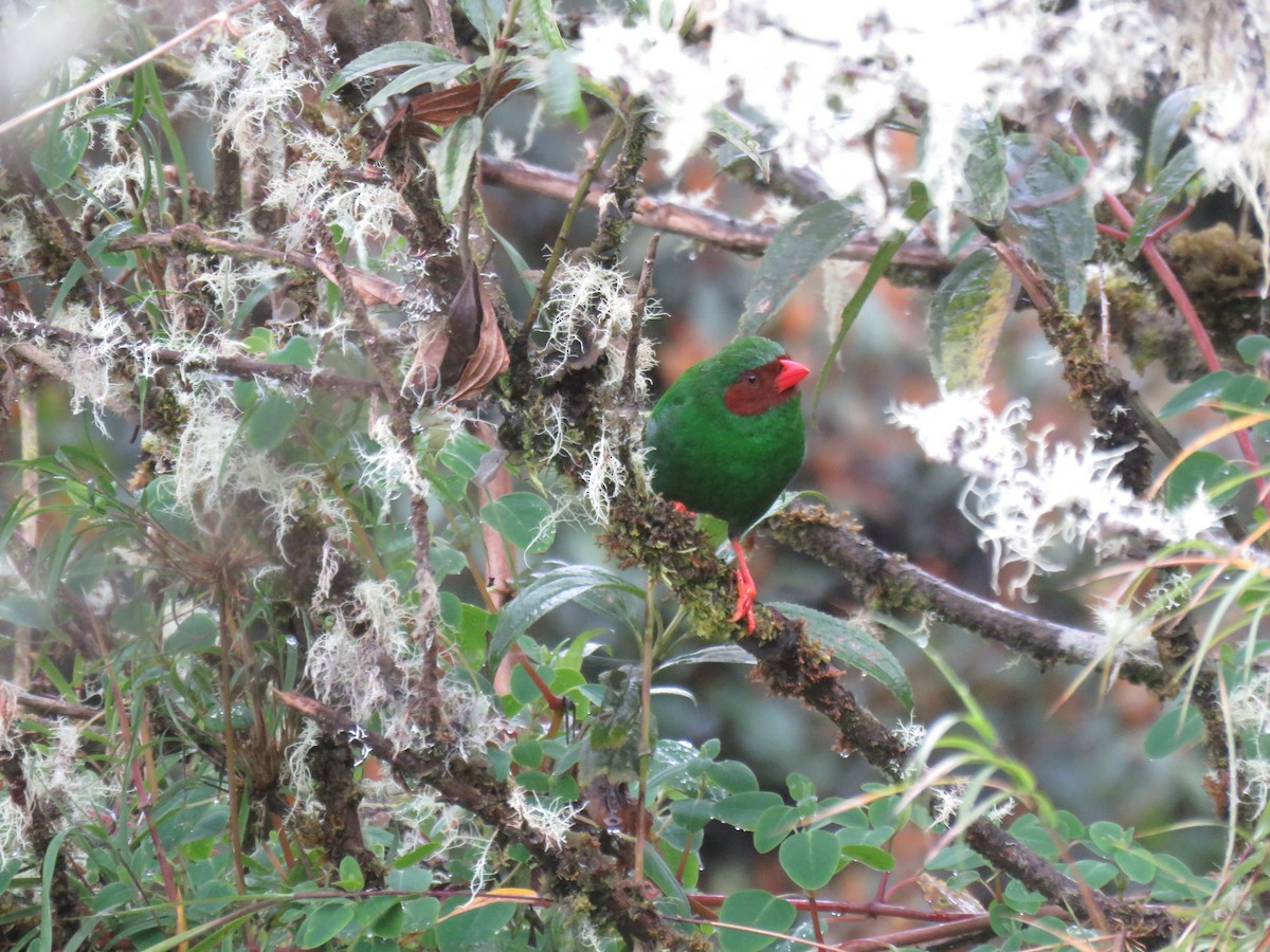 Grass-green Tanager - ML643681044