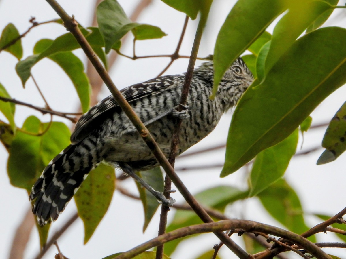 Barred Antshrike - ML643681058
