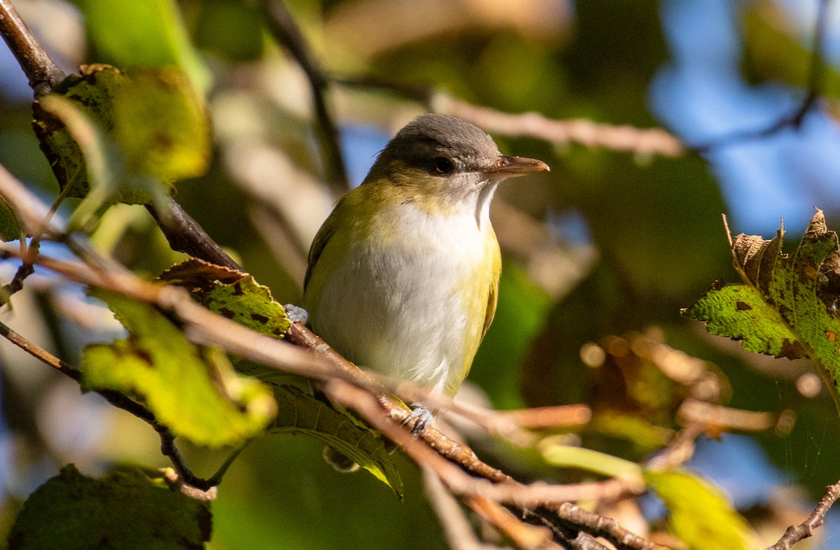 Yellow-green Vireo - ML643681062