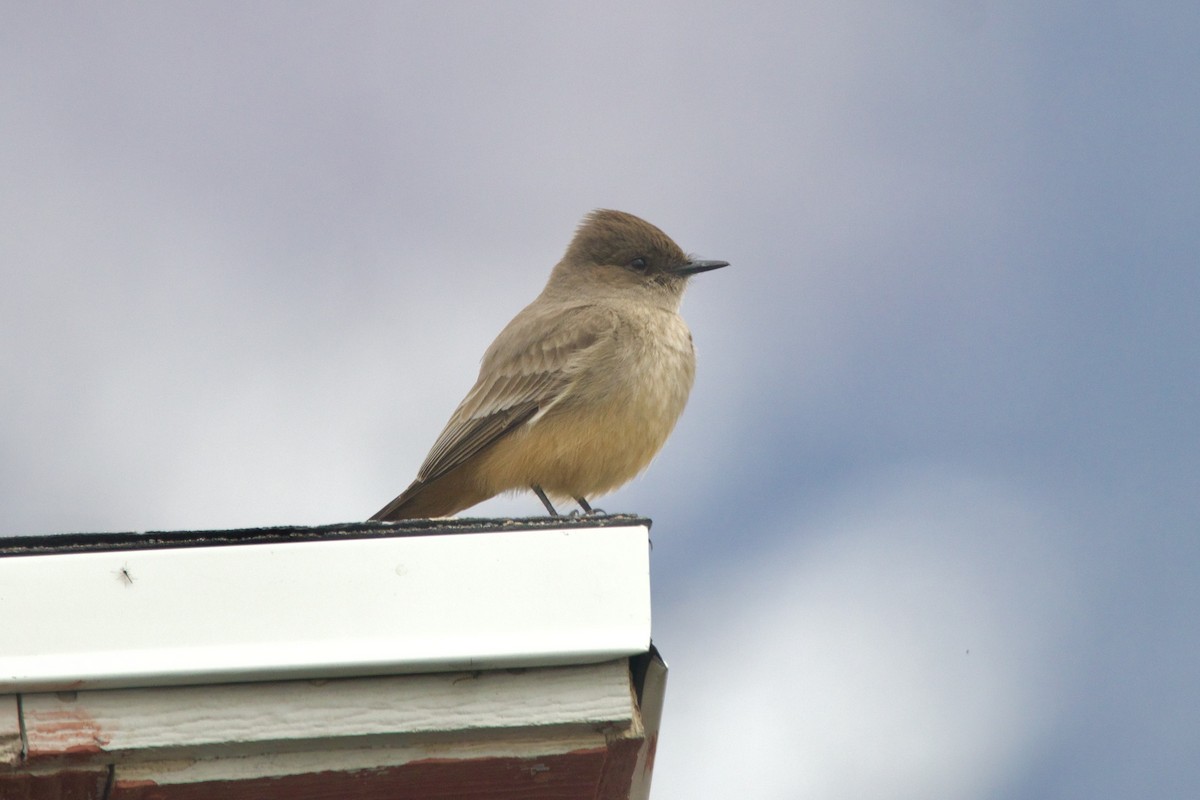 Say's Phoebe - ML643681070