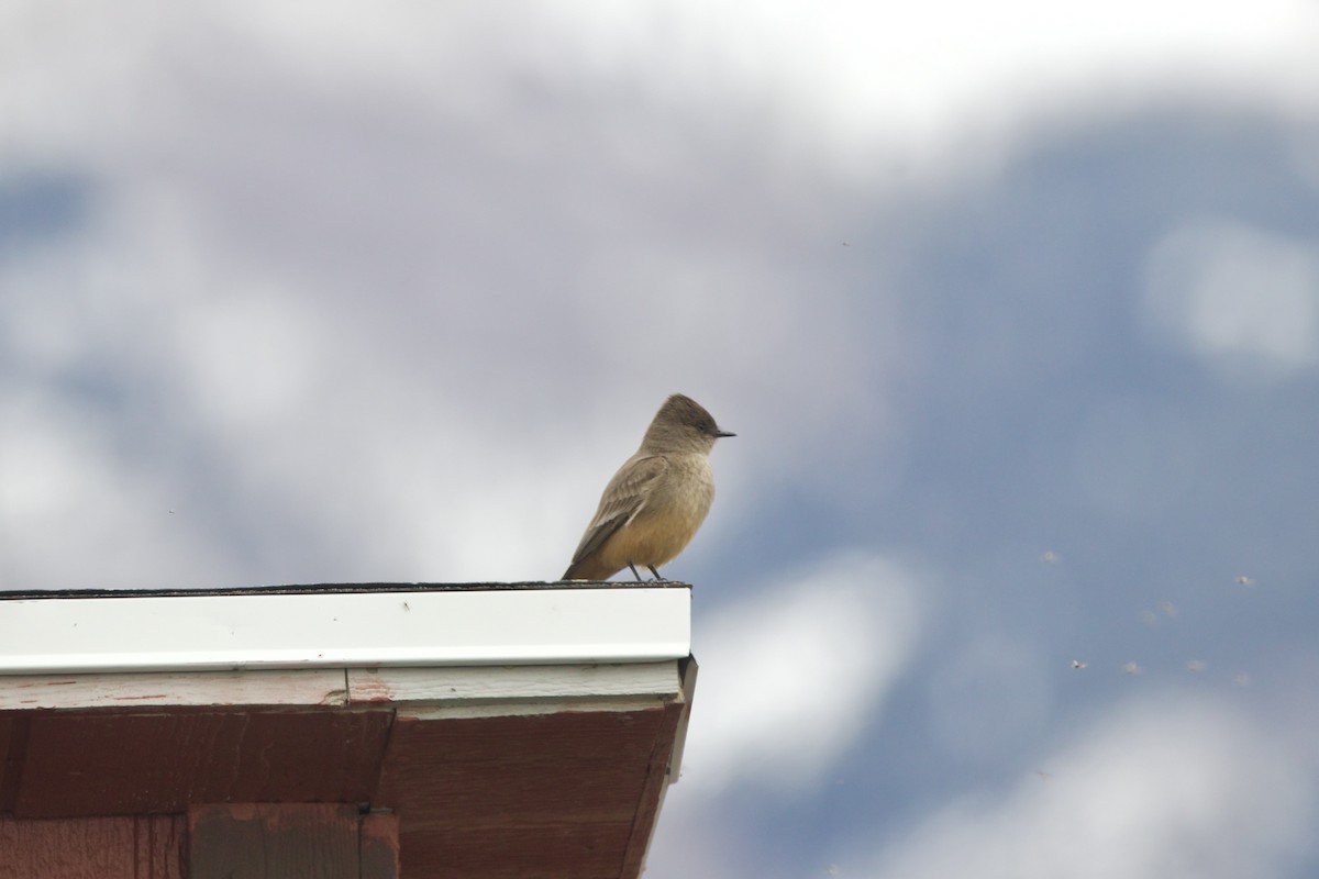 Say's Phoebe - ML643681071