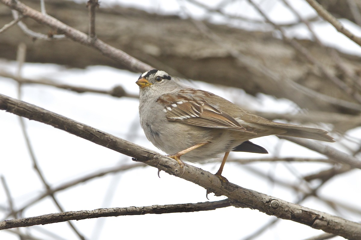 White-crowned Sparrow (Gambel's) - ML643681081