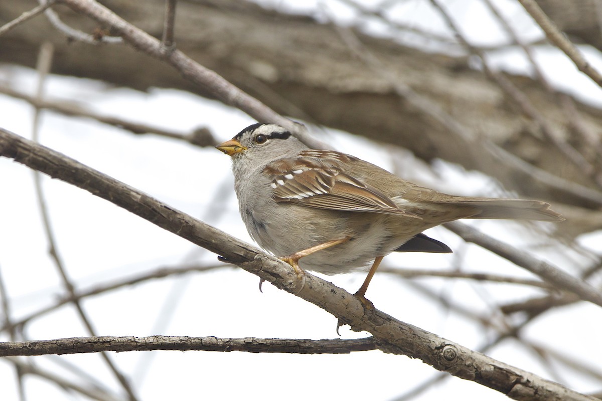White-crowned Sparrow (Gambel's) - ML643681082