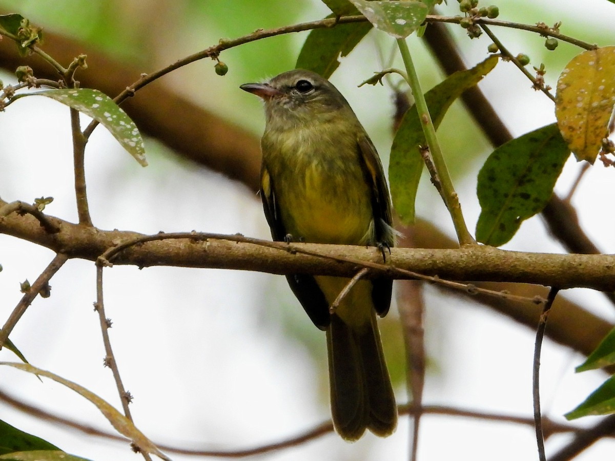 Greenish Elaenia - ML643681085