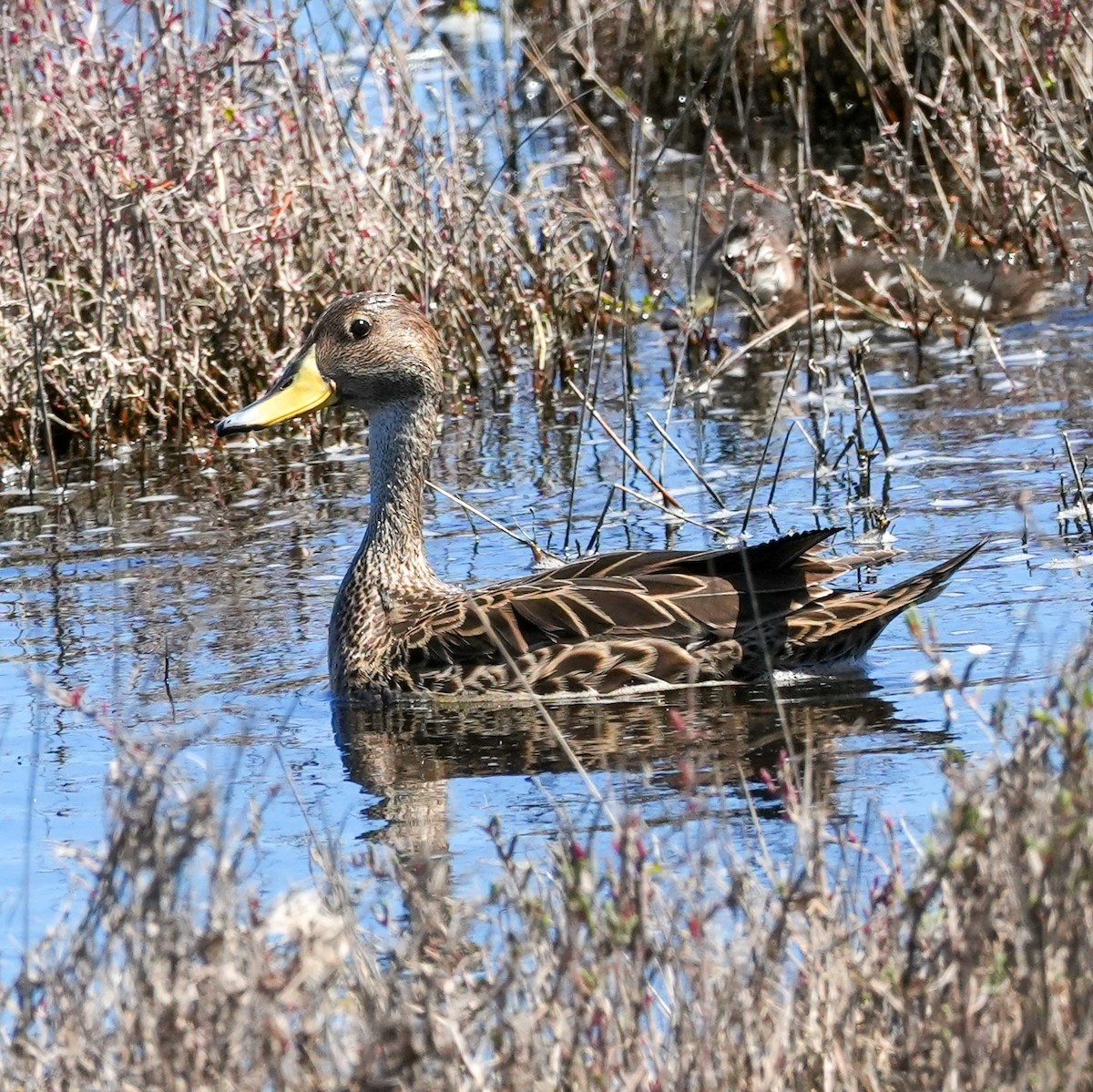 Yellow-billed Pintail - ML643681086
