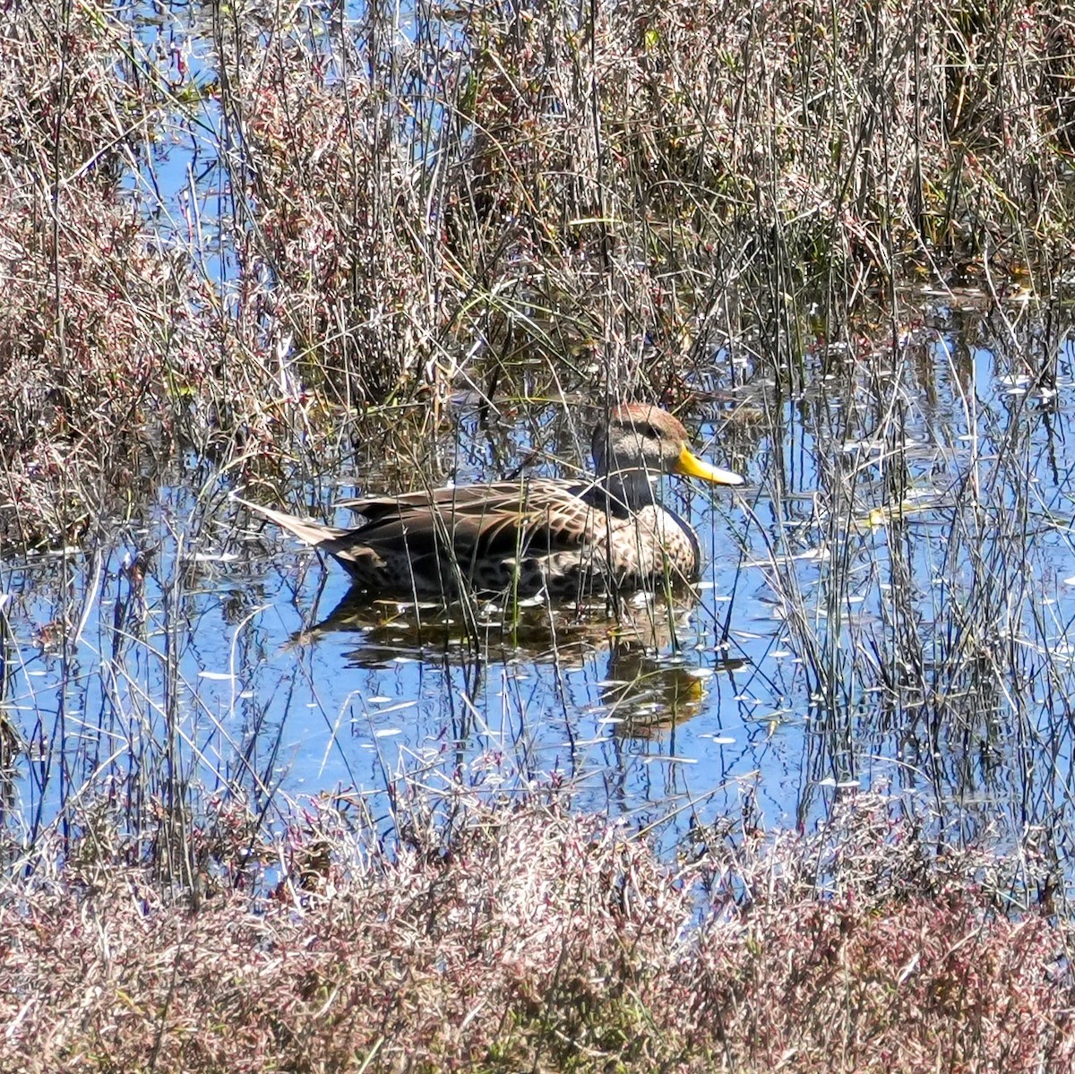 Yellow-billed Pintail - ML643681088