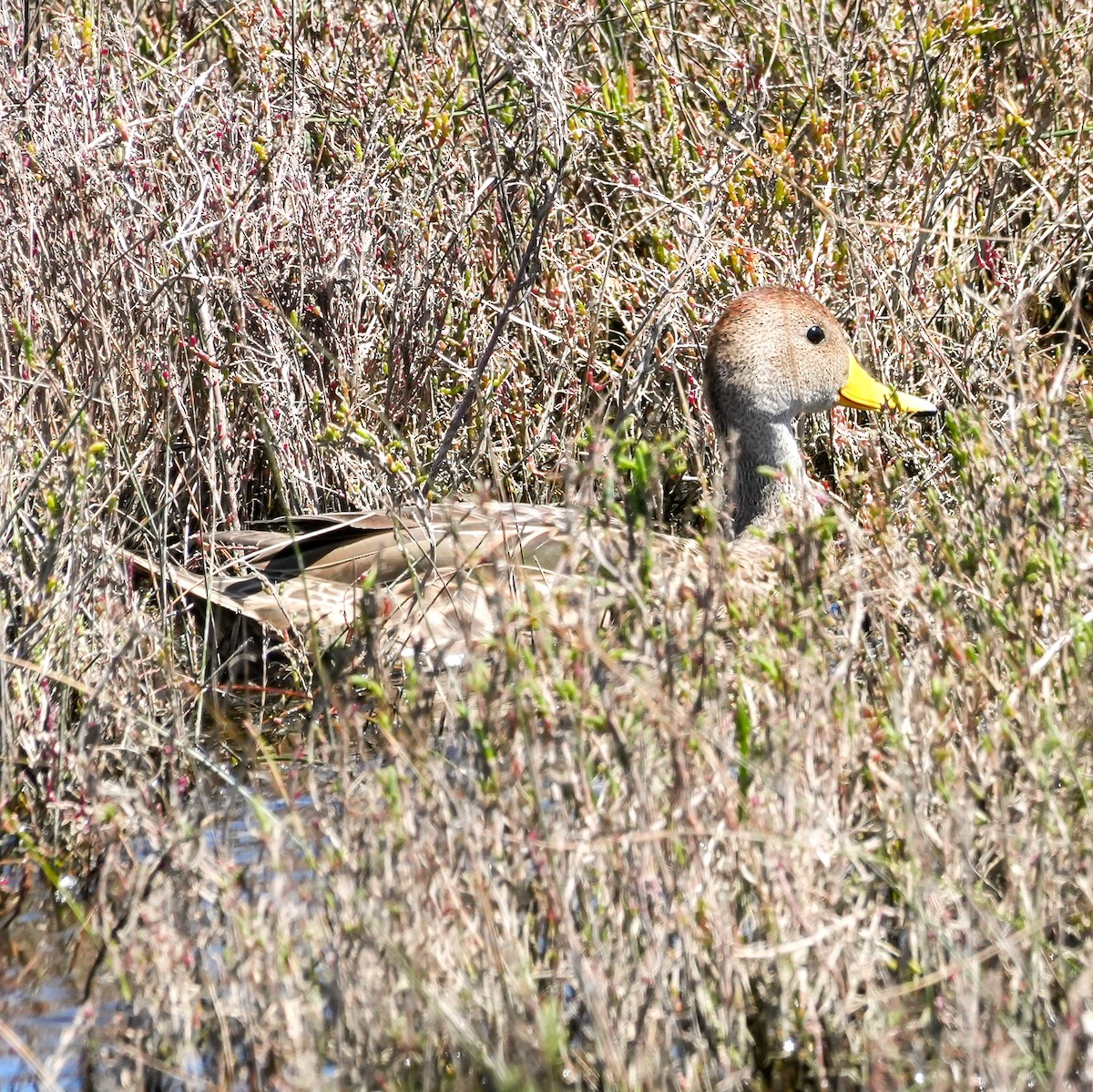 Yellow-billed Pintail - ML643681091