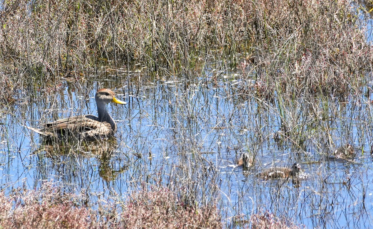 Yellow-billed Pintail - ML643681093