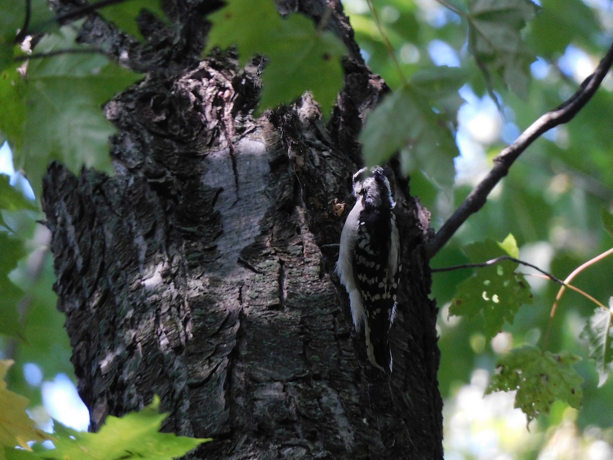 Downy Woodpecker - ML643681094