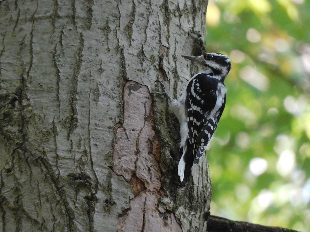 Hairy Woodpecker - ML643681095
