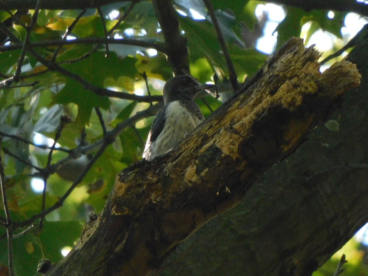 Red-headed Woodpecker - ML643681101