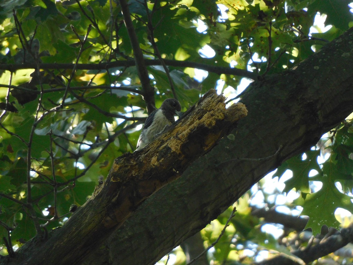 Red-headed Woodpecker - ML643681102