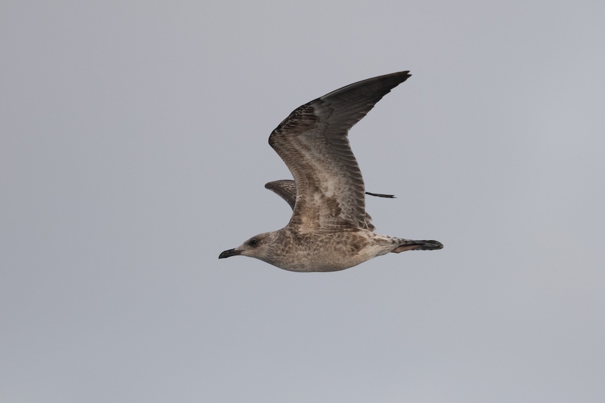 Gaviota Sombría - ML643681117