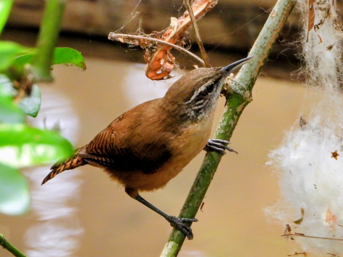 Buff-breasted Wren - ML643681119