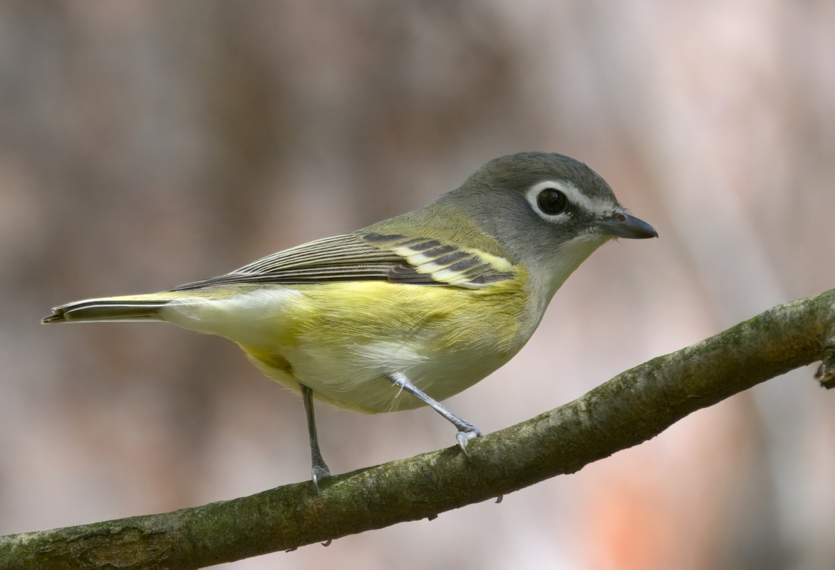 Blue-headed Vireo - ML643681131