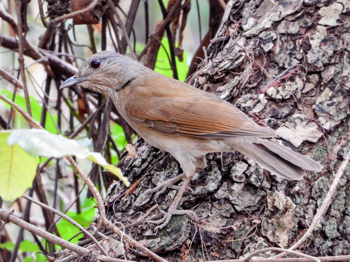Pale-breasted Thrush - ML643681132
