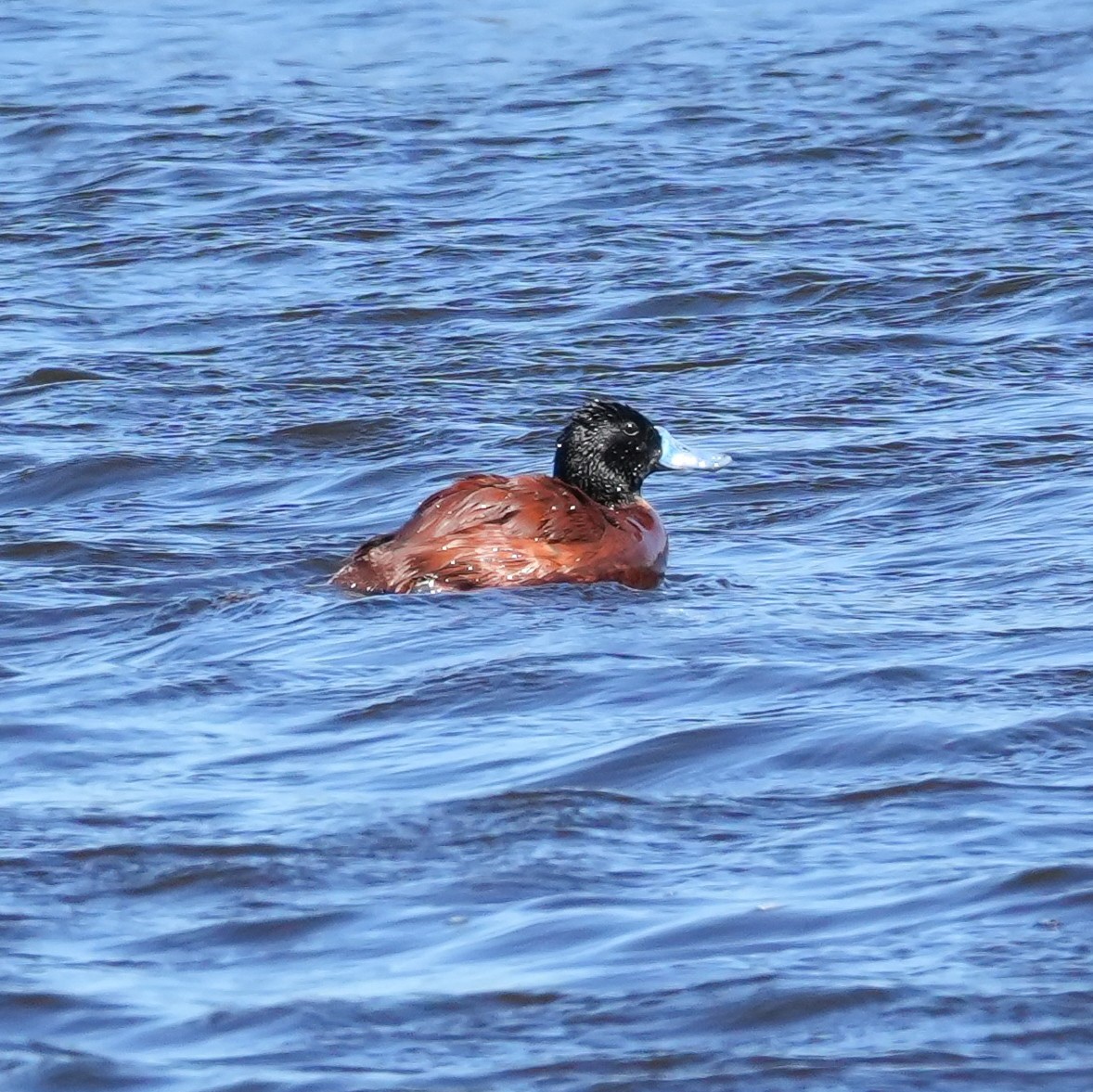 Lake Duck - ML643681142