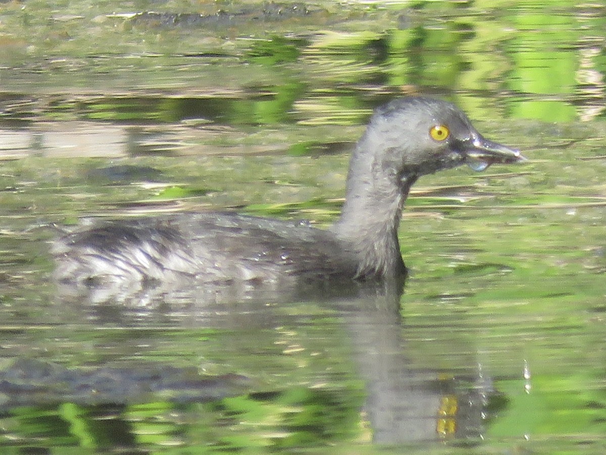 Least Grebe - ML643681147