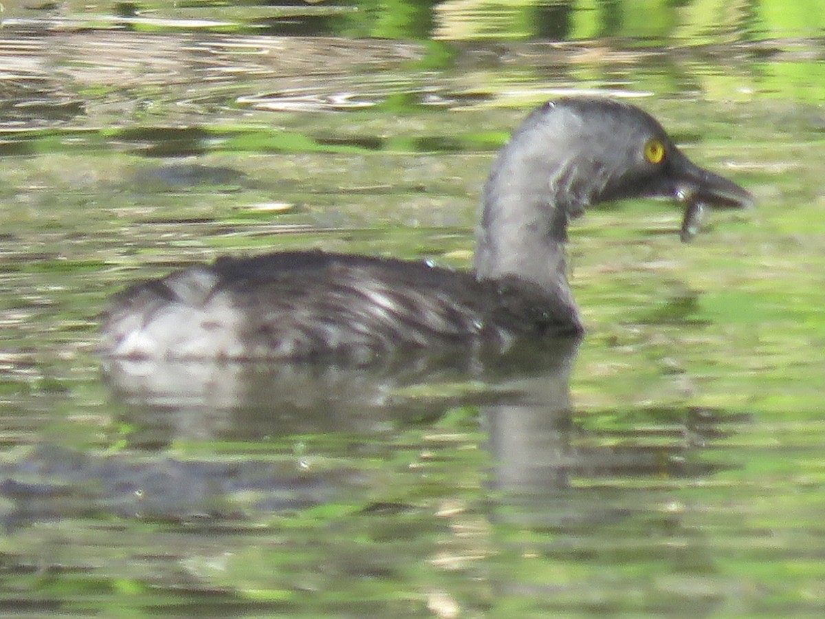Least Grebe - ML643681148
