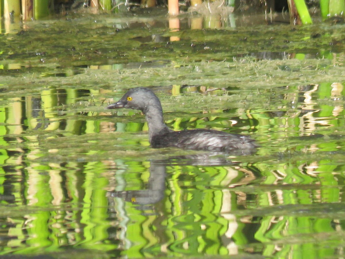 Least Grebe - ML643681149