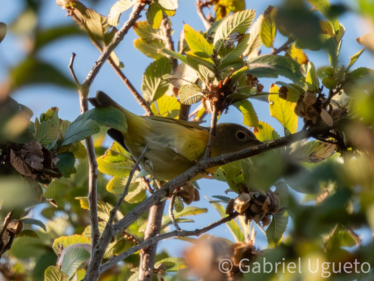 Nashville Warbler - ML643681160
