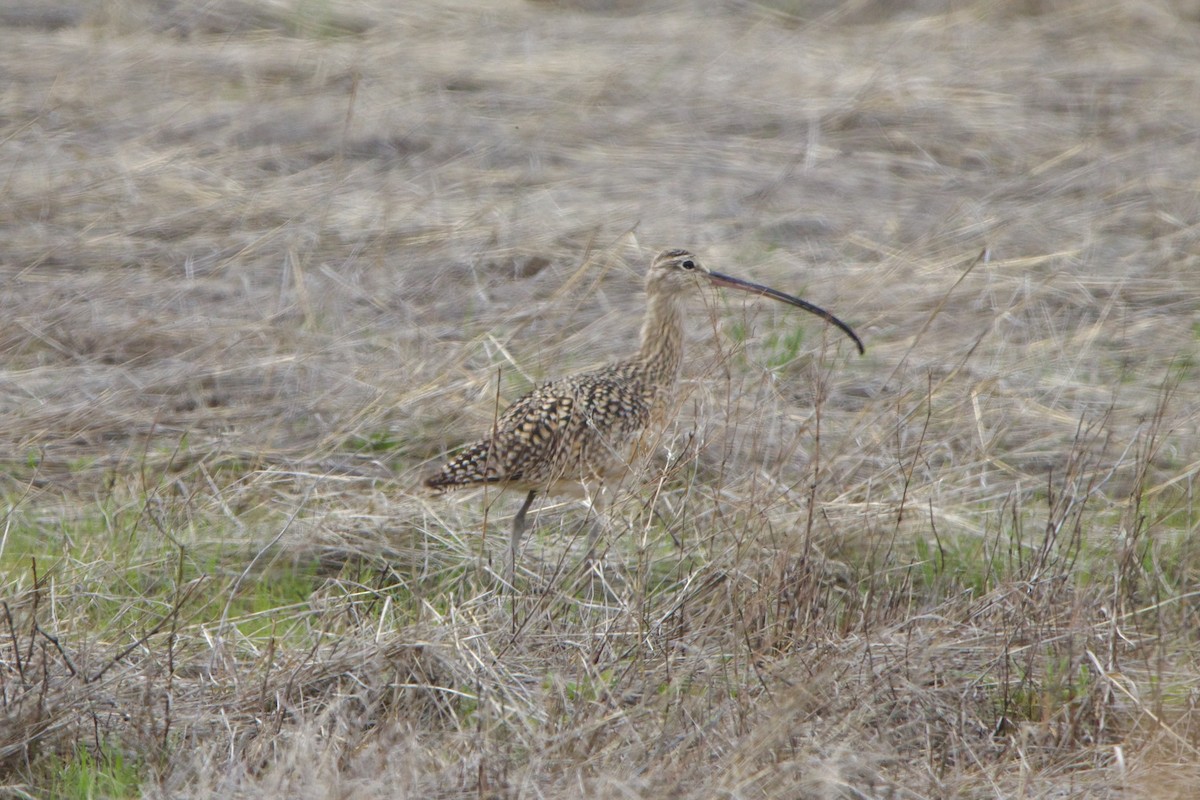Long-billed Curlew - ML643681167