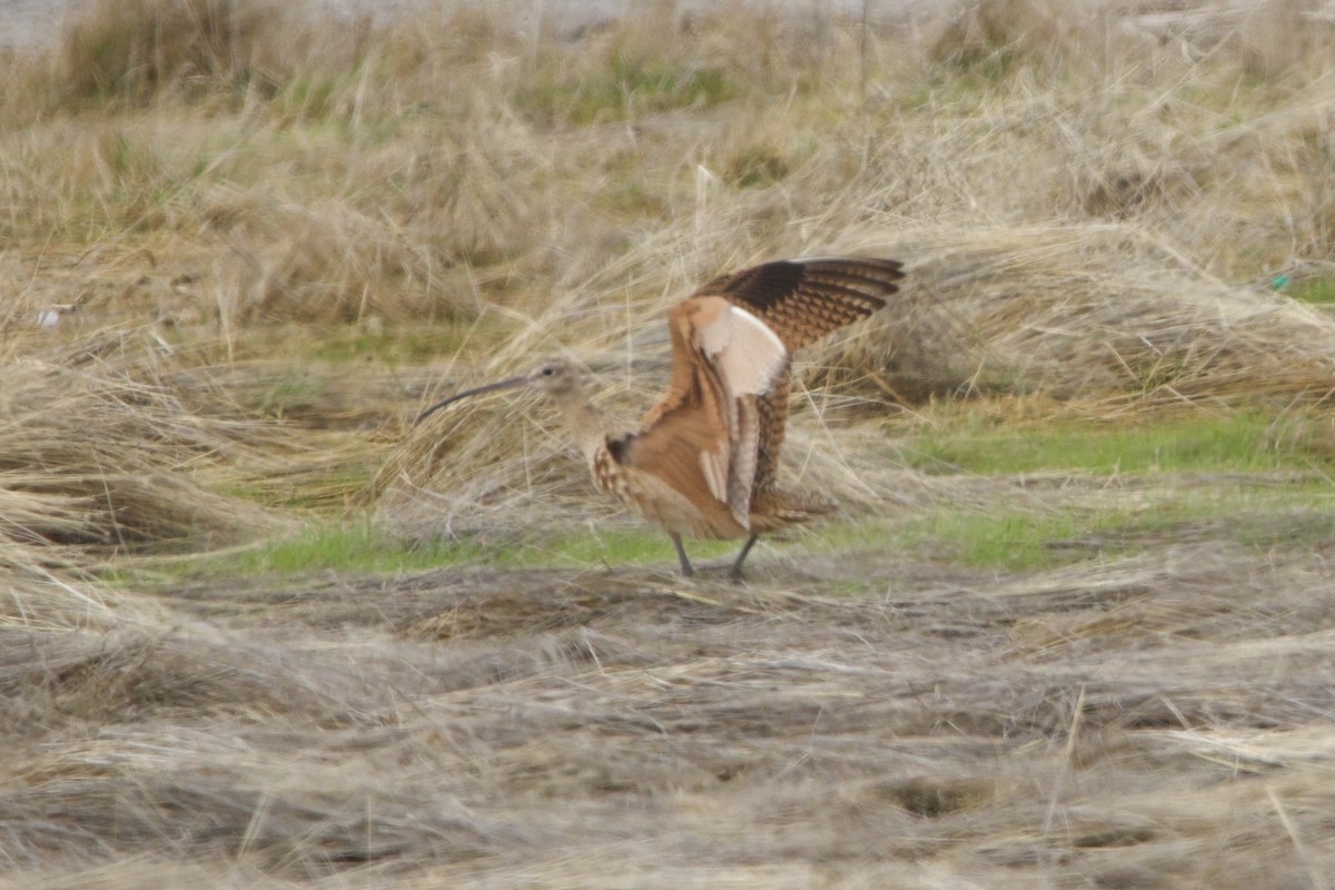 Long-billed Curlew - ML643681168
