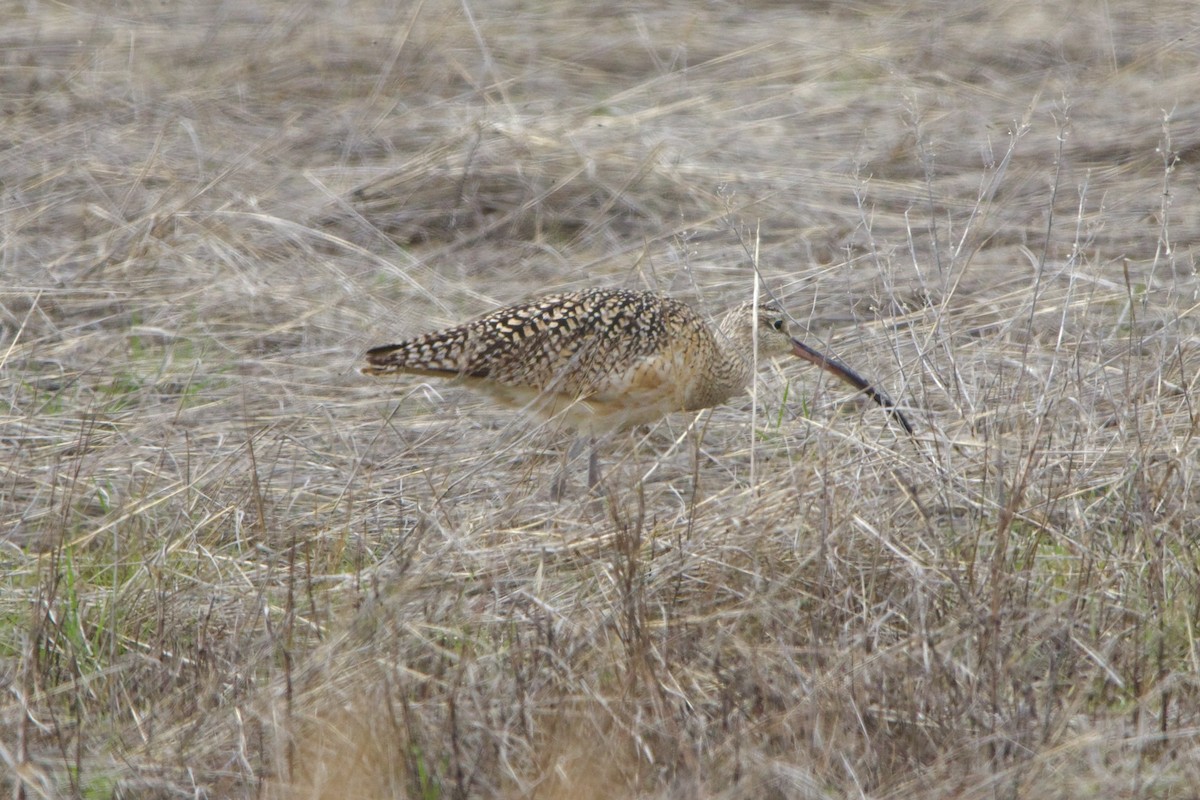 Long-billed Curlew - ML643681169