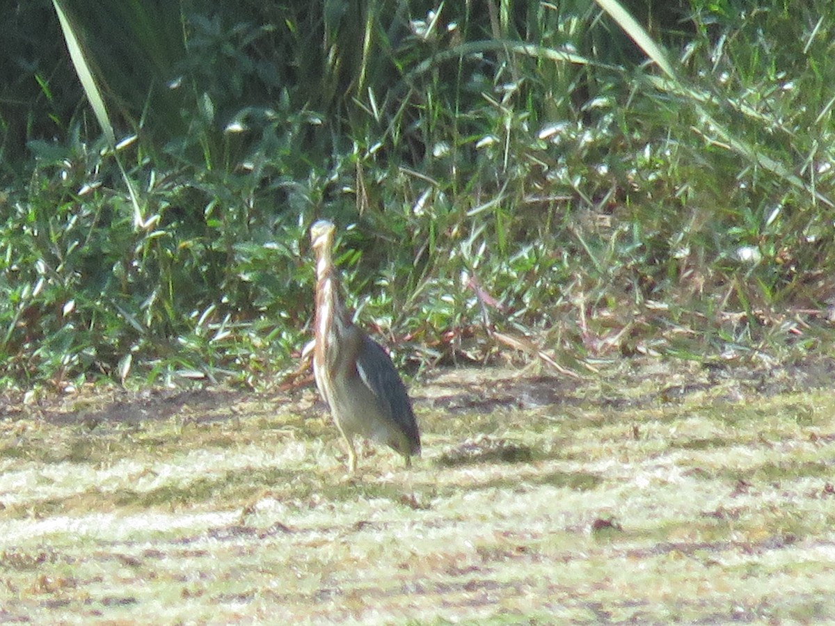 Green Heron - ML643681172