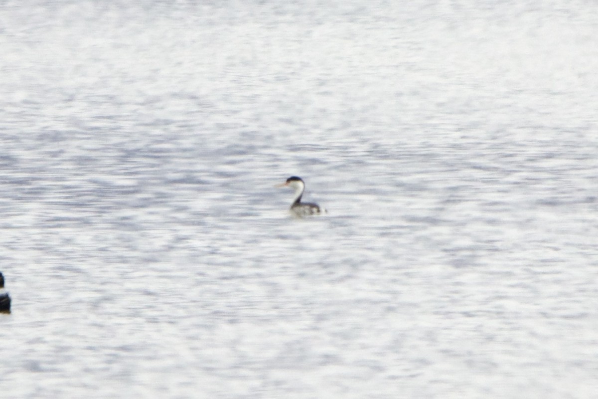 Clark's Grebe - ML643681173