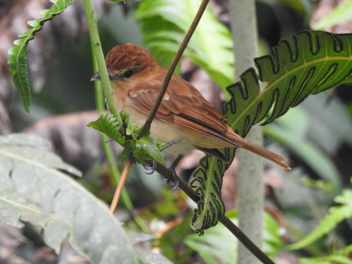 Cinnamon Becard - ML643681189