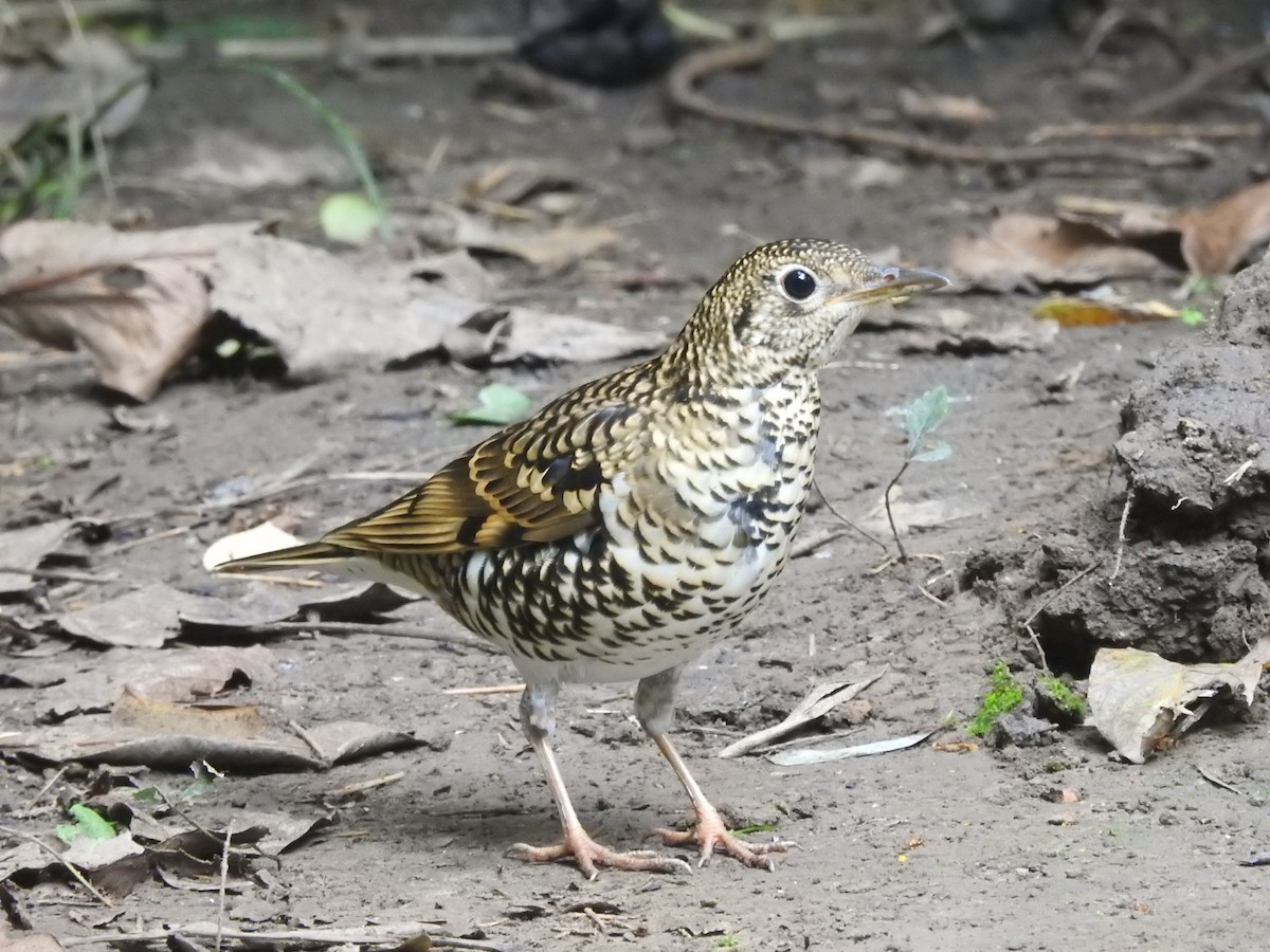 White's Thrush - ML643681191