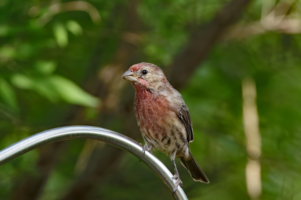 House Finch - ML643681195