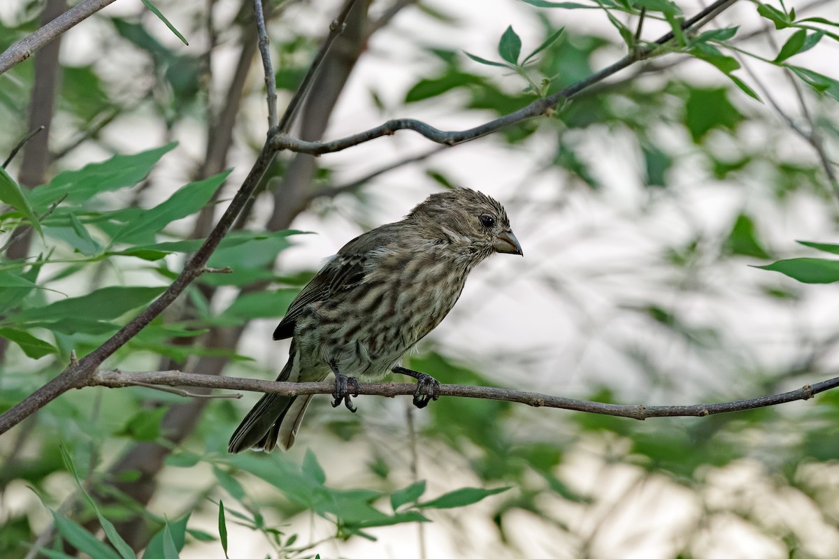 House Finch - ML643681196