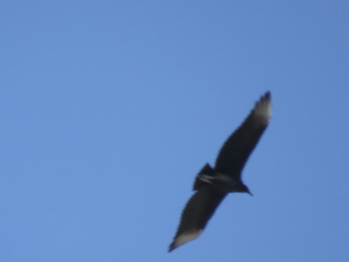 Black Vulture - ML643681198