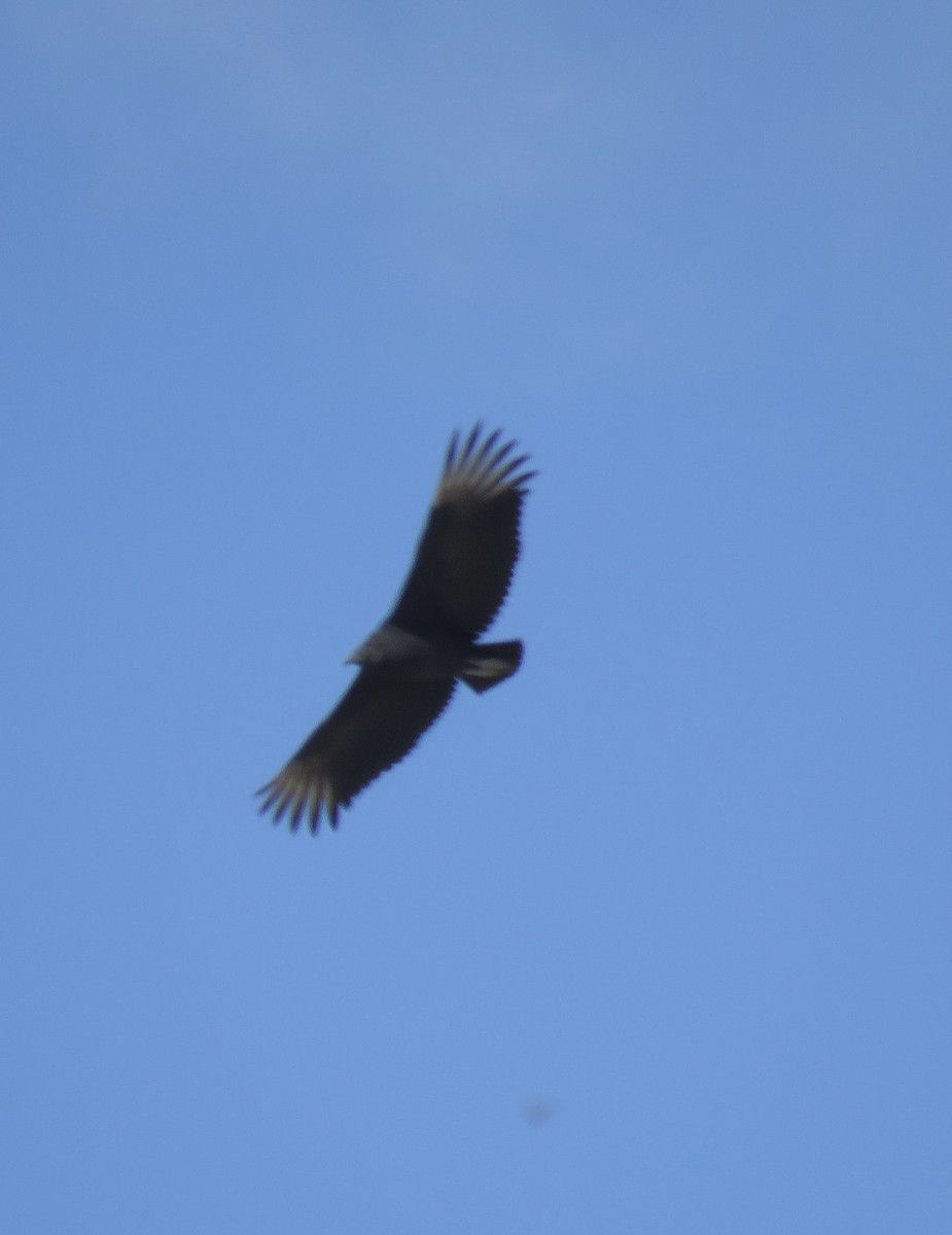 Black Vulture - ML643681199