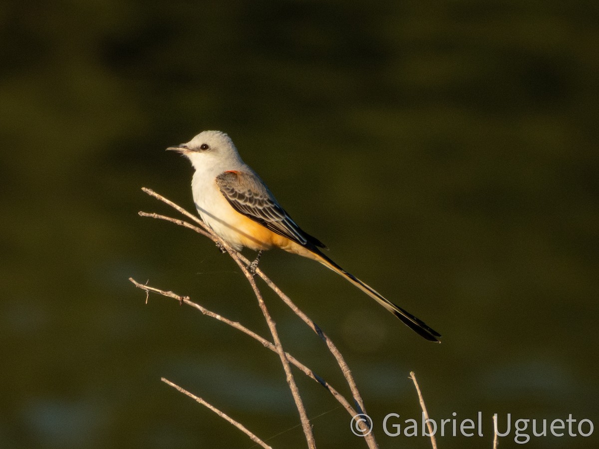 Scissor-tailed Flycatcher - ML643681208