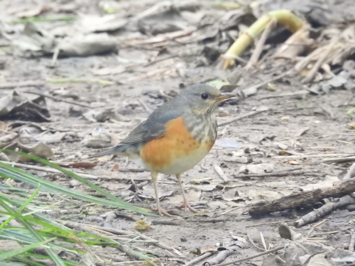 Gray-backed Thrush - ML643681217