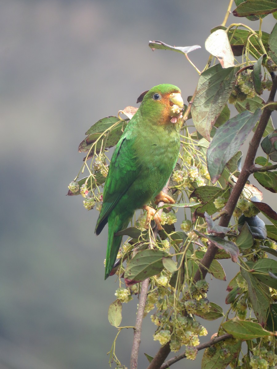 Rufous-fronted Parakeet - ML643681241