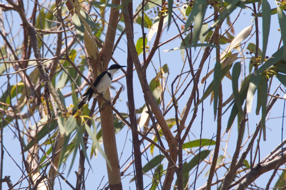 Banded Honeyeater - ML643681244