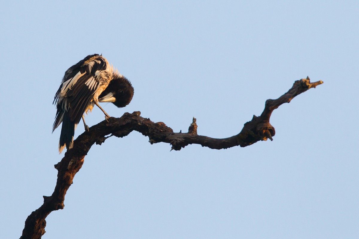 Pied Butcherbird - ML643681248
