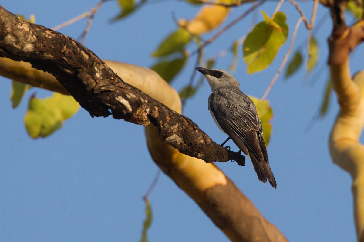 White-bellied Cuckooshrike - ML643681250