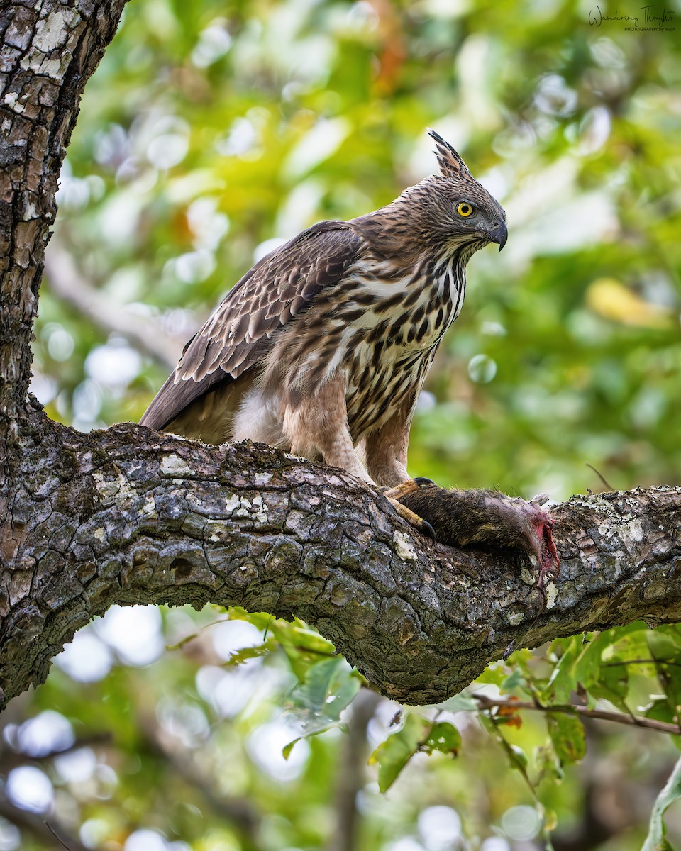 Changeable Hawk-Eagle (Crested) - ML643681251