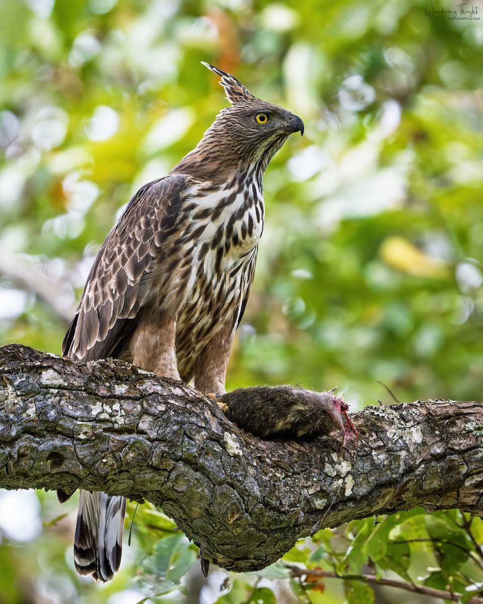 Changeable Hawk-Eagle (Crested) - ML643681252