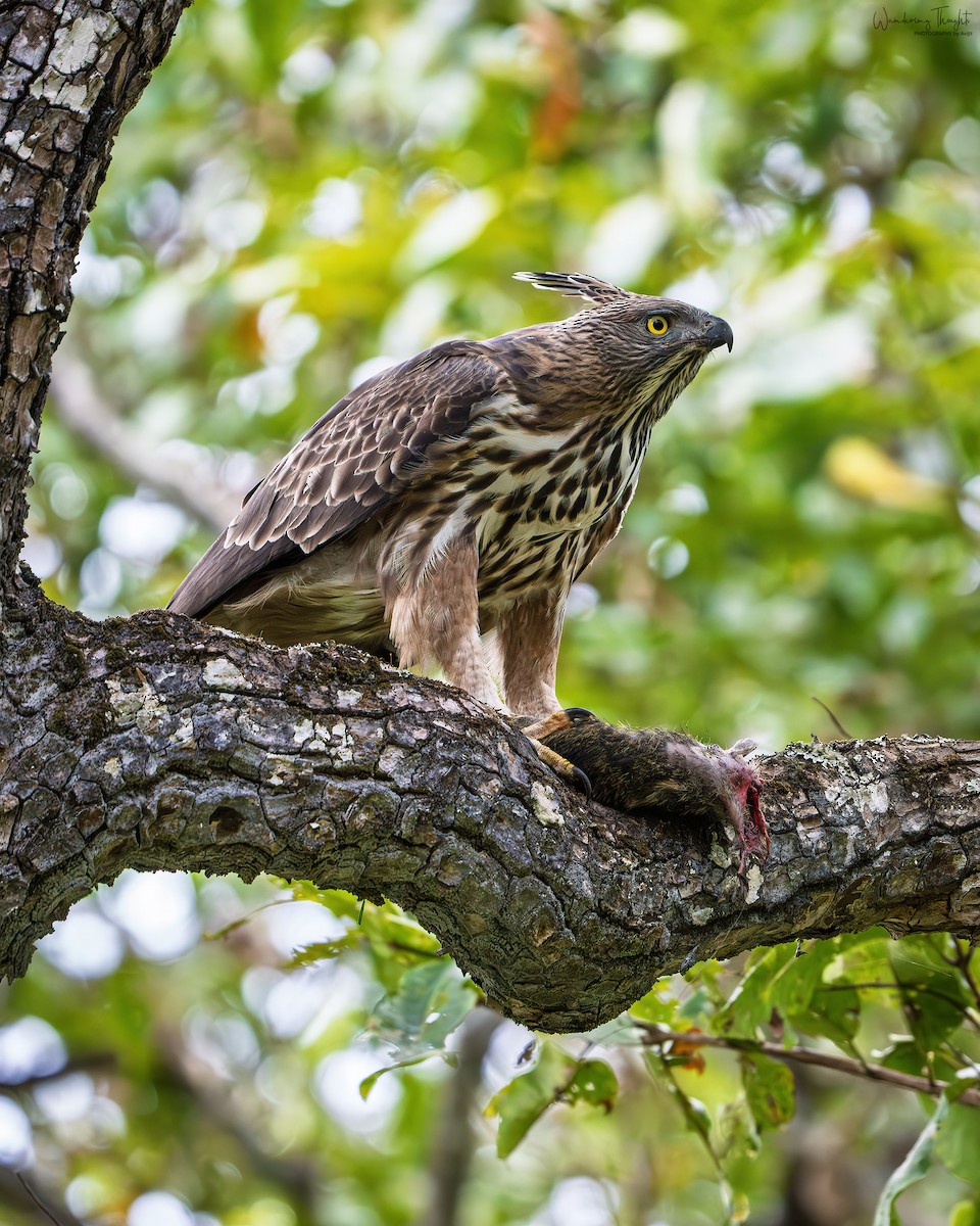 Changeable Hawk-Eagle (Crested) - ML643681253